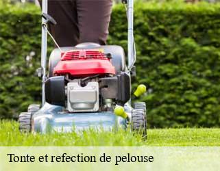 Tonte et refection de pelouse