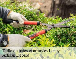 Taille de haies et arbustes  lucey-73170 Artisan Debard